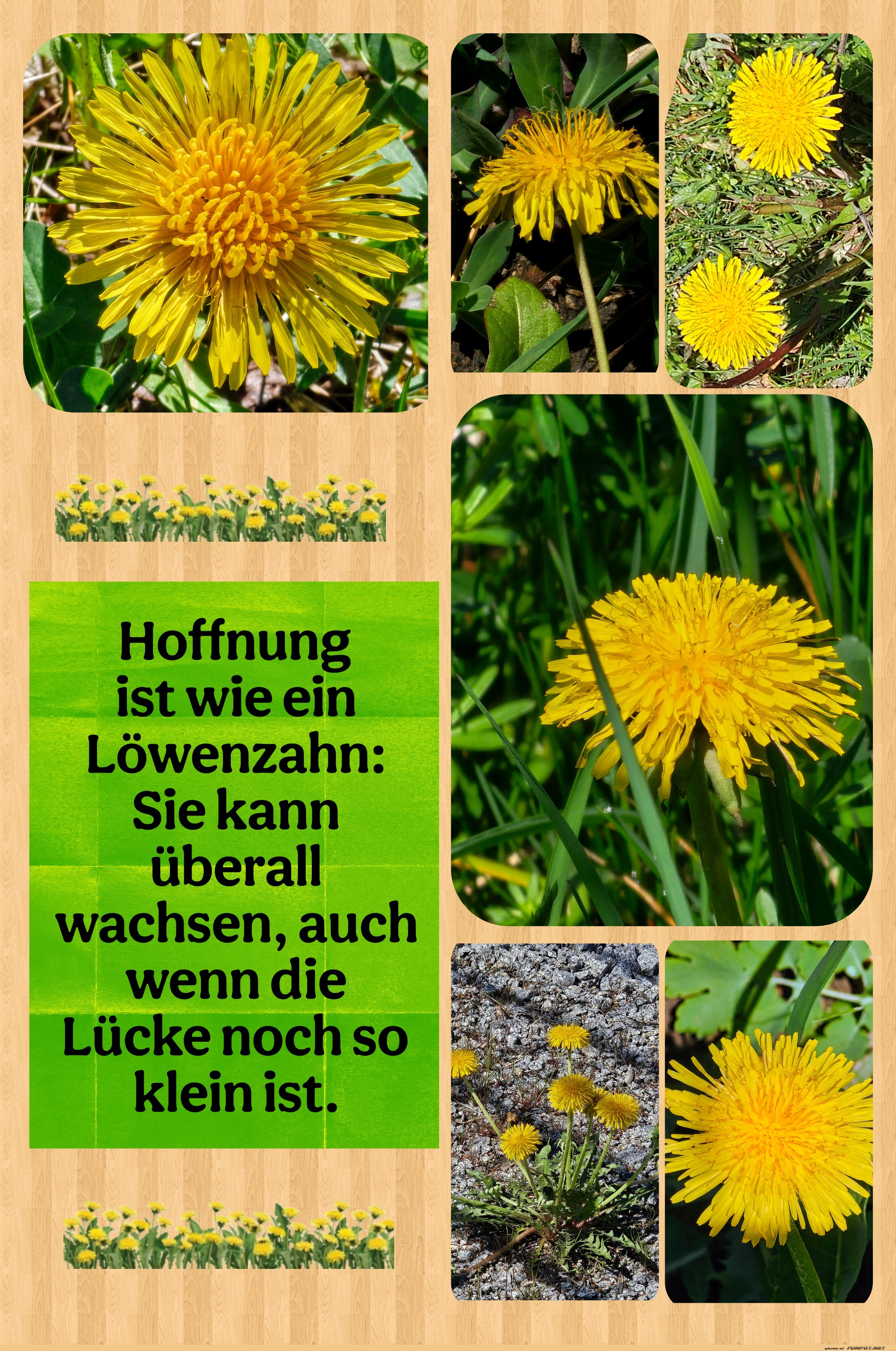 hoffnung ist wie ein lwenzahn