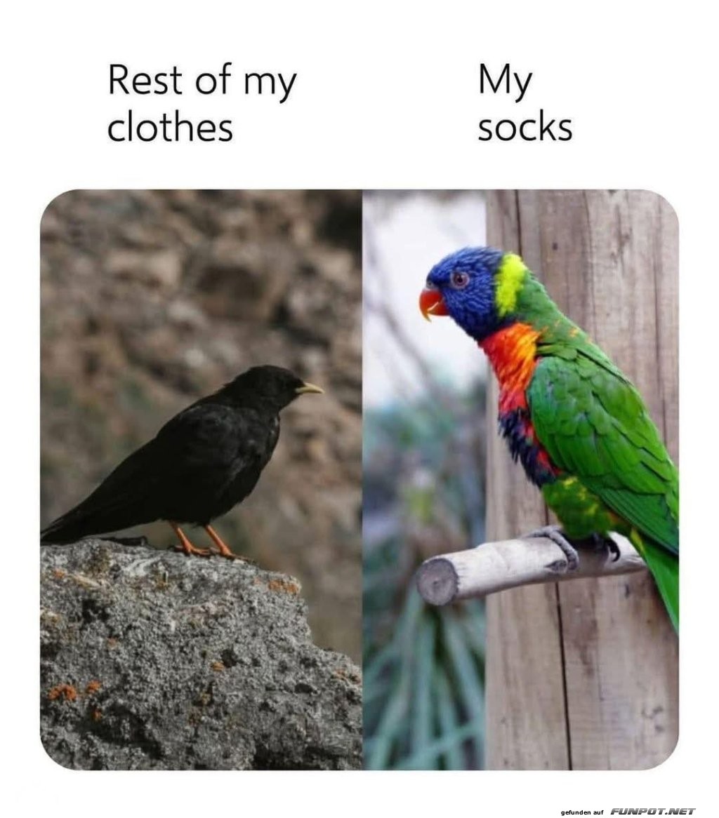 Wenn Socken das Rampenlicht stehlen Wenn Socken das Rampenlicht stehlen