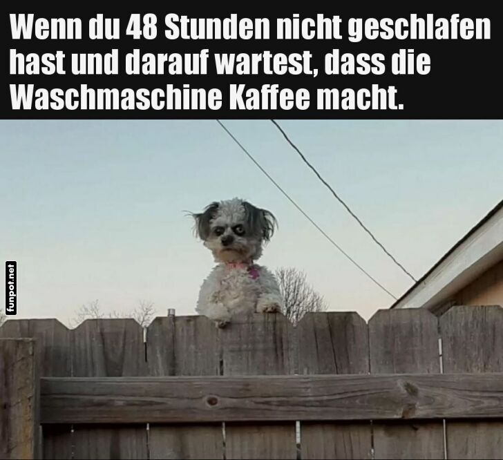 Hundewache: Kaffee aus der Waschmaschine? Hundewache: Kaffee aus der Waschmaschine?