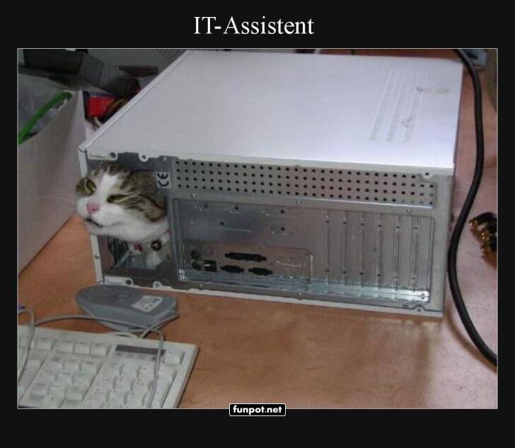 Katzen-IT-Support auf Abruf Katzen-IT-Support auf Abruf