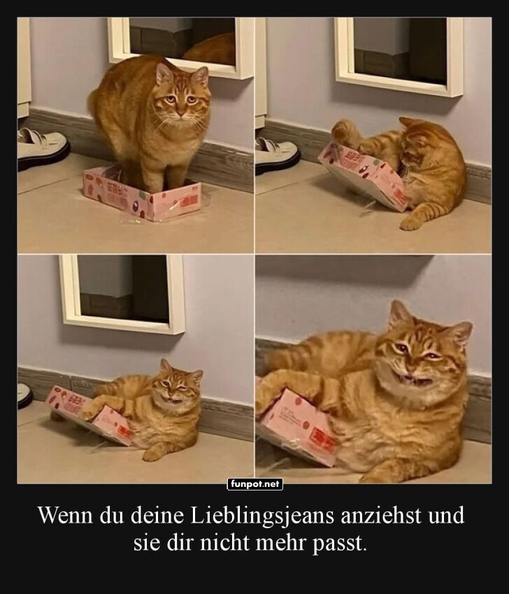 Katzen und die verlorene Flexibilität Katzen und die verlorene Flexibilität