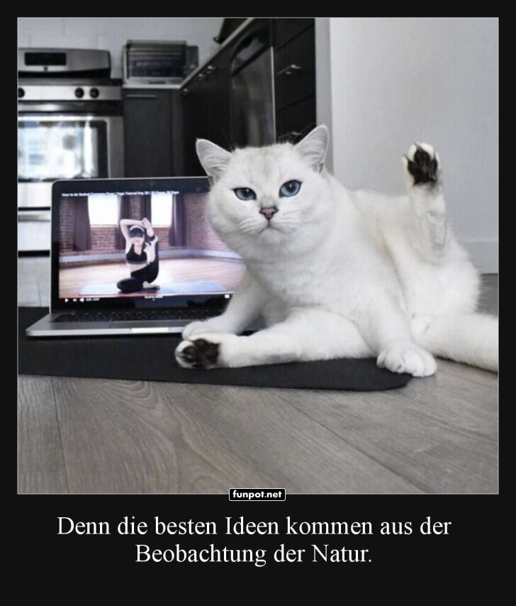 Yoga-Katze: Meister der Eleganz Yoga-Katze: Meister der Eleganz