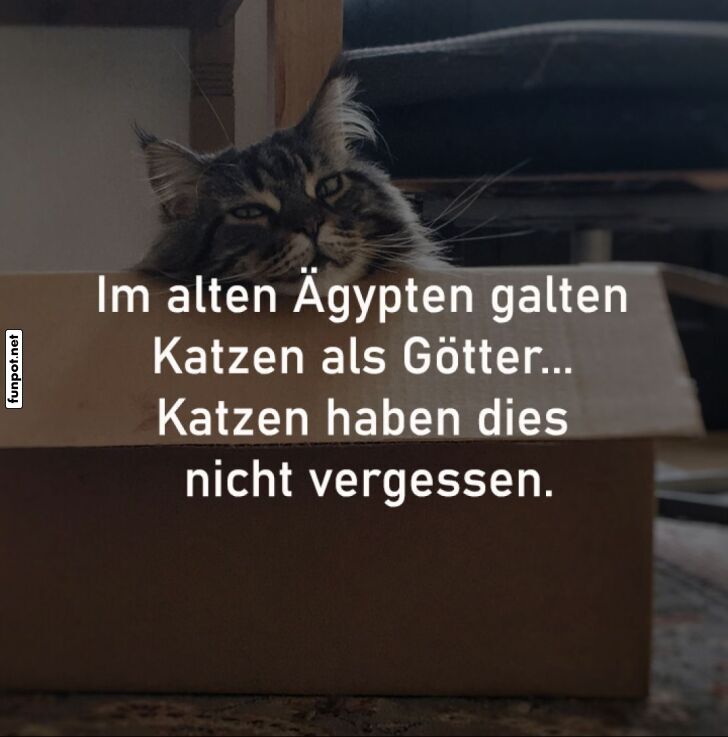 Katzen-Pharao auf dem Karton-Thron! Katzen-Pharao auf dem Karton-Thron!
