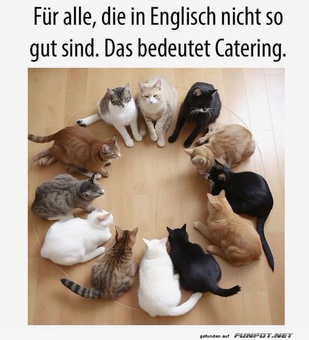 Das perfekte Katzen-Kaffee-Klatsch Das perfekte Katzen-Kaffee-Klatsch