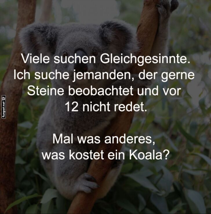 Koala sucht Leisetreter fr Morgens