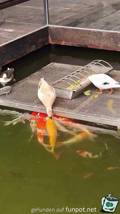 Die Fische werden gefüttert Die Fische werden gefüttert