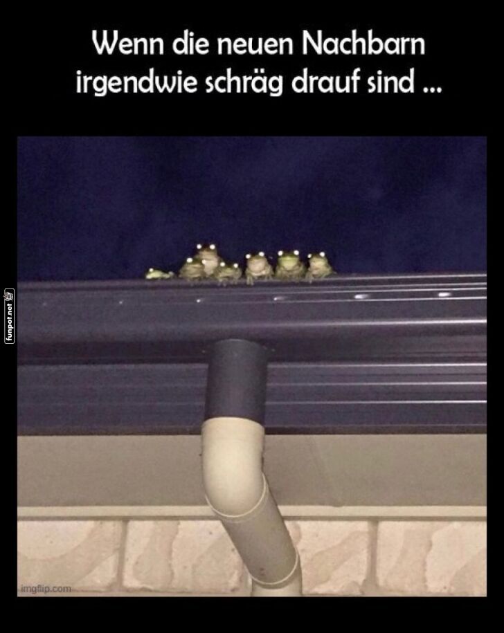 Mit den Fröschen auf dem Dach Mit den Fröschen auf dem Dach