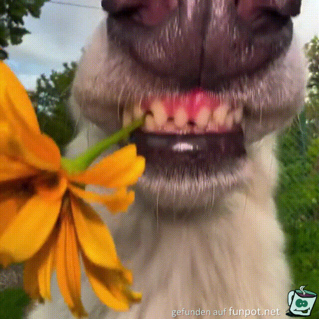 Blümchen für dich Blümchen für dich