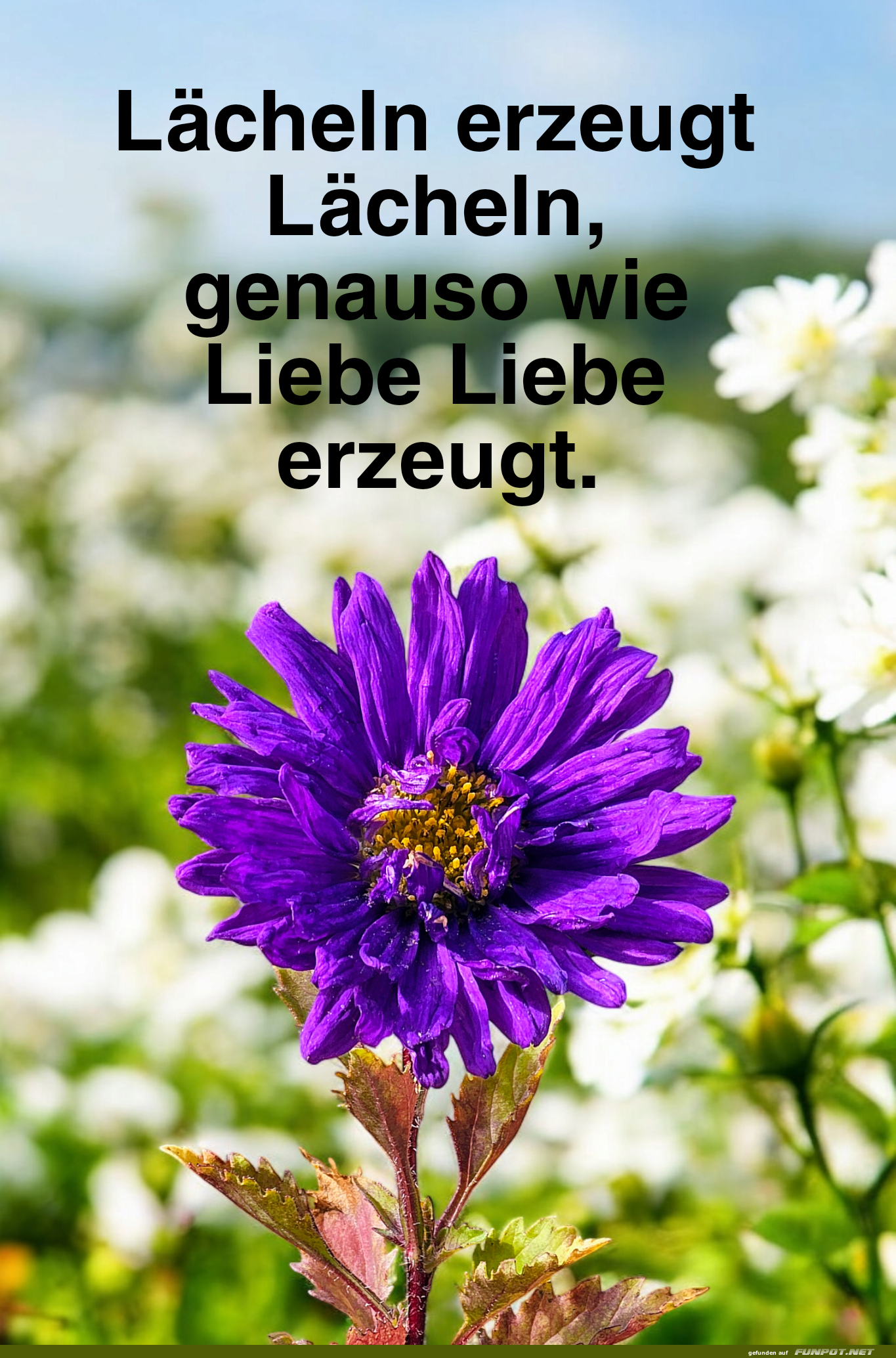 lächeln erzeugt lächeln lächeln erzeugt lächeln