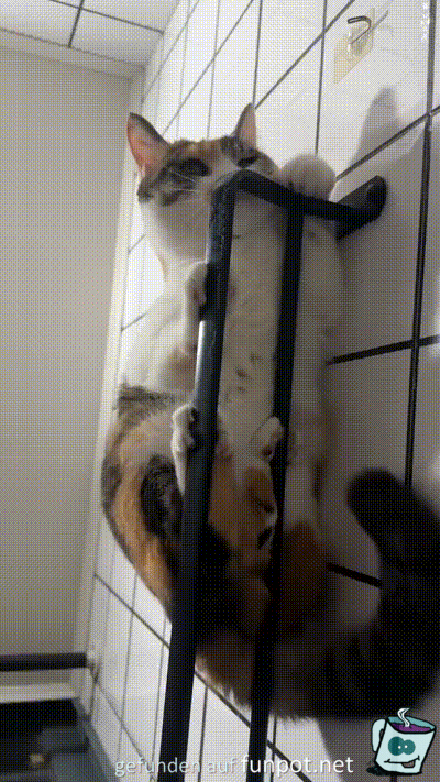 Katze gibt nicht auf