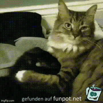 Katzen eben Katzen eben