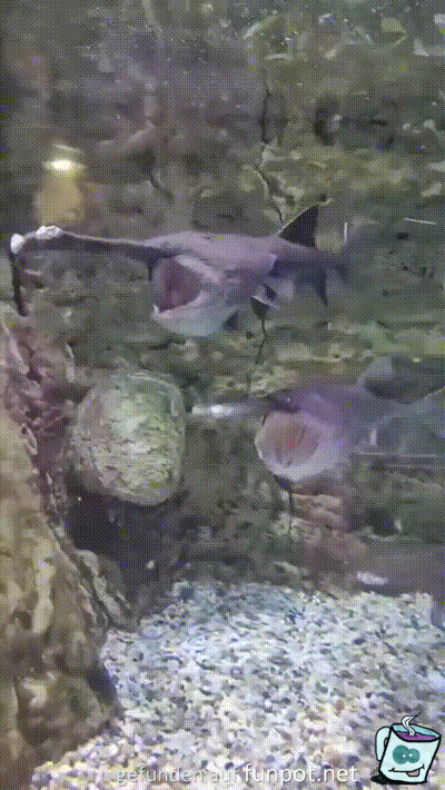 Coole Fische Coole Fische