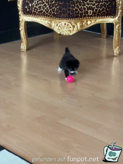 Das Kätzchen und der Ball Das Kätzchen und der Ball