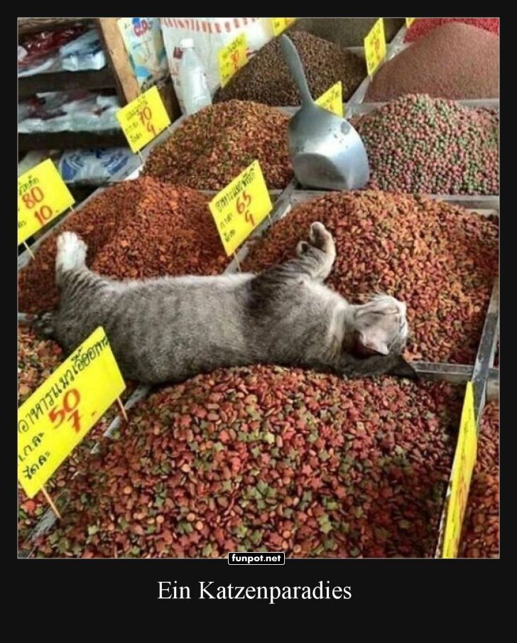 Katzenurlaub auf dem Kräuterbuffet Katzenurlaub auf dem Kräuterbuffet