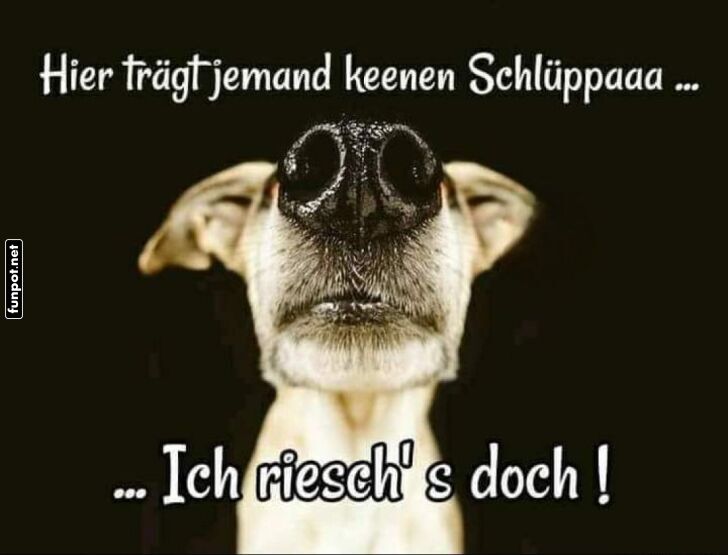 Hund hat den Riecher