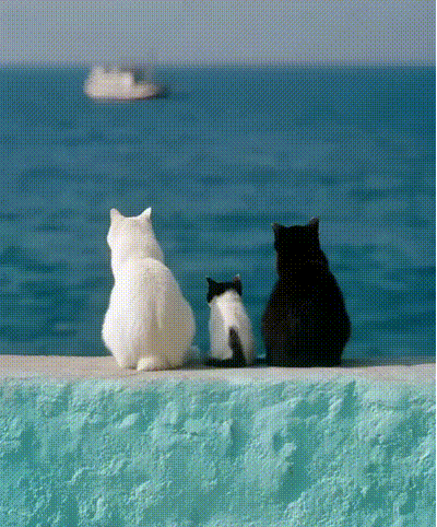 Katzen gucken aufs Meer