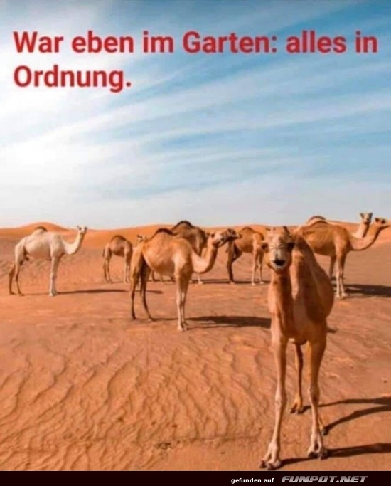 Kamele im Garten: Der neue Trend! Kamele im Garten: Der neue Trend!