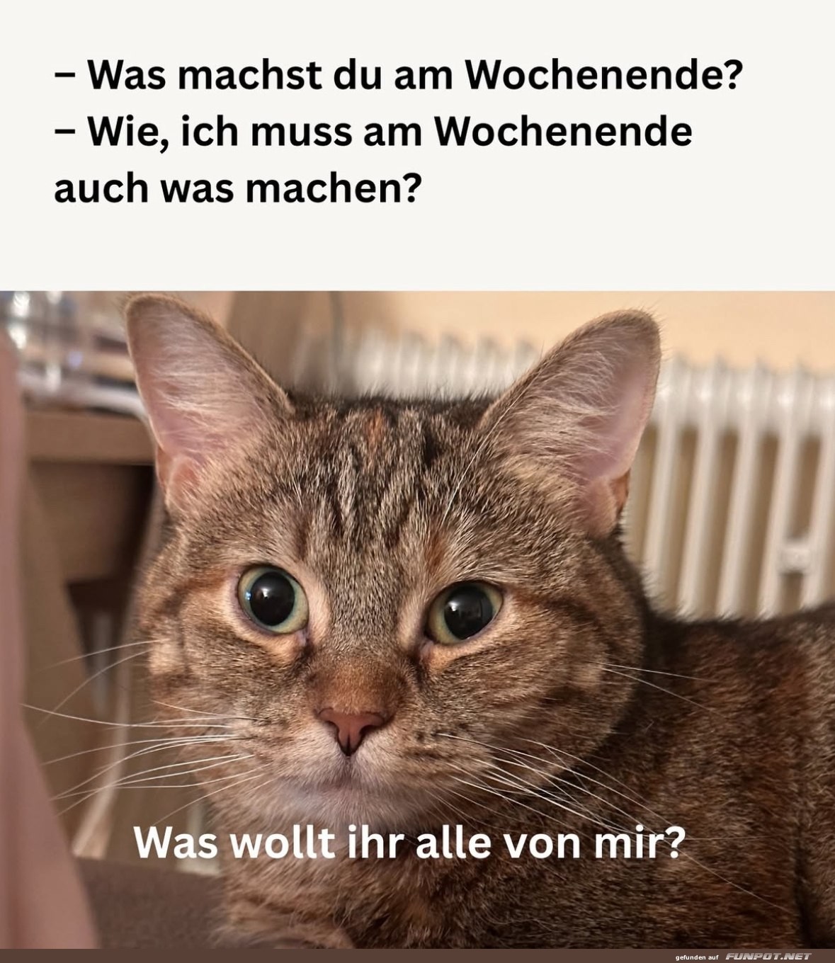 Wenn Katzenpläne auf Wochenende treffen Wenn Katzenpläne auf Wochenende treffen