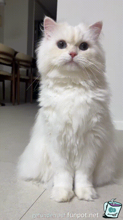 Lustige Katze