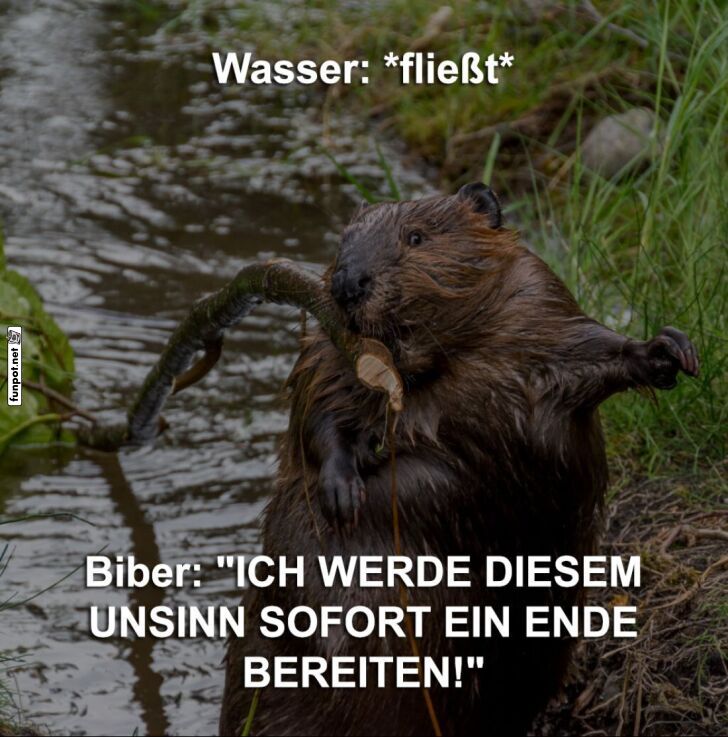 Der Biber und sein Entschluss