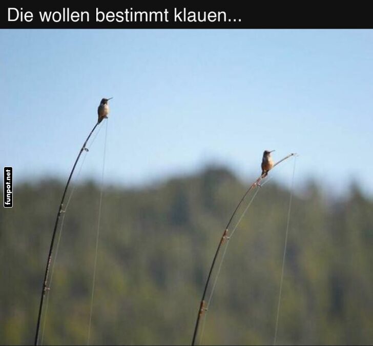 Vögel auf Verbrecherjagd Vögel auf Verbrecherjagd