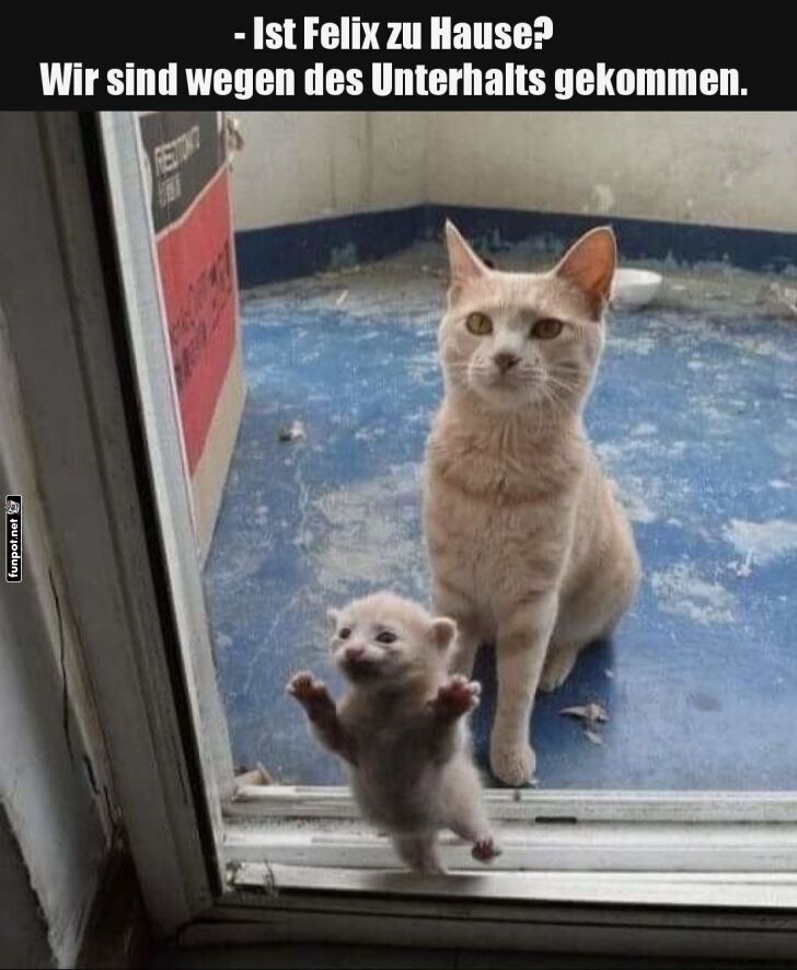 Unverhoffter Besuch auf vier Pfoten! Unverhoffter Besuch auf vier Pfoten!