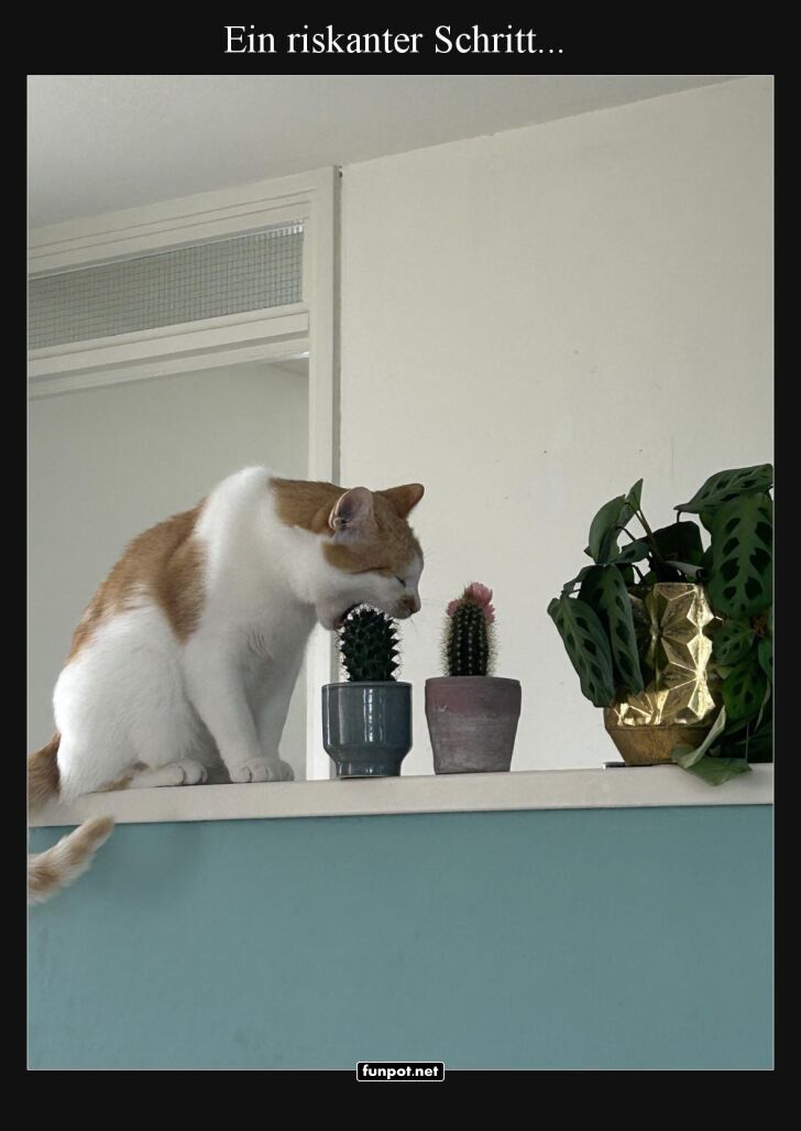 Katzenmut gegen Kaktus! Katzenmut gegen Kaktus!