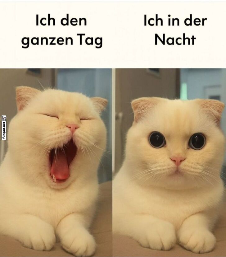 Tagträumer und Nachtkatze Tagträumer und Nachtkatze