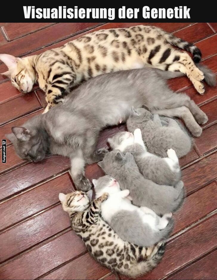 Katzengenetik visuell erklärt Katzengenetik visuell erklärt