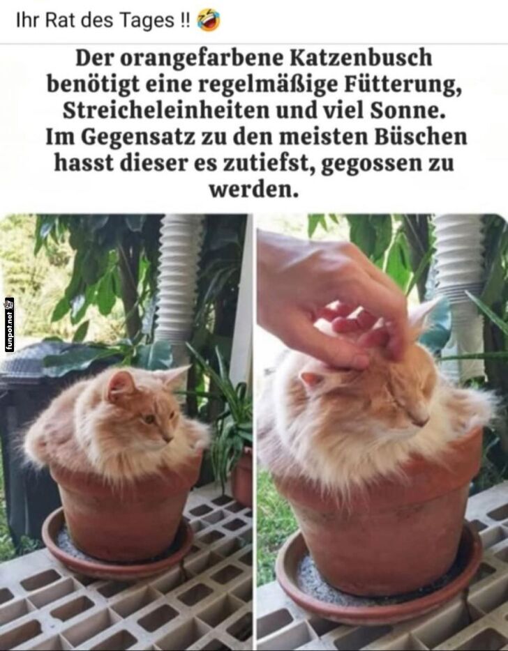 Katzenbusch: Der ultimative Gartenbegleiter Katzenbusch: Der ultimative Gartenbegleiter