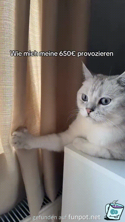 Kätzchen provoziert Kätzchen provoziert