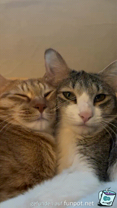 Katzen-Liebe Katzen-Liebe
