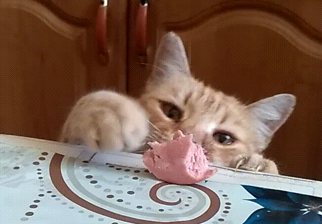 Lustige Katze Lustige Katze