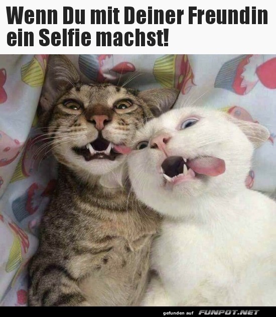 Katzen-Selfie: Vergnügen garantiert! Katzen-Selfie: Vergnügen garantiert!