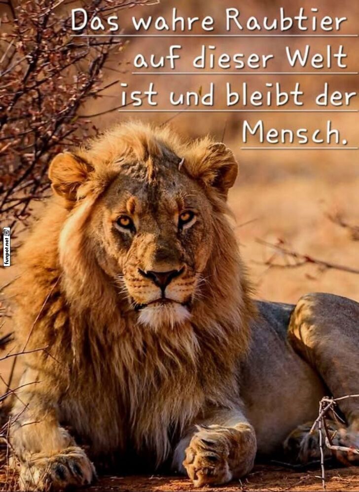 Wenn Löwen über Menschen philosophieren Wenn Löwen über Menschen philosophieren