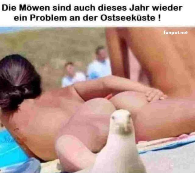Möwen am Strand: Die unerwünschten Miturlauber! Möwen am Strand: Die unerwünschten Miturlauber!