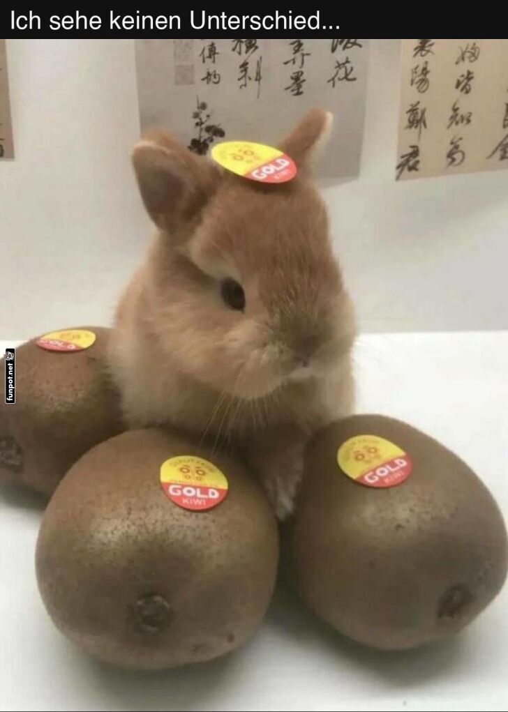Hasenfrucht: Kiwi oder Kaninchen? Hasenfrucht: Kiwi oder Kaninchen?