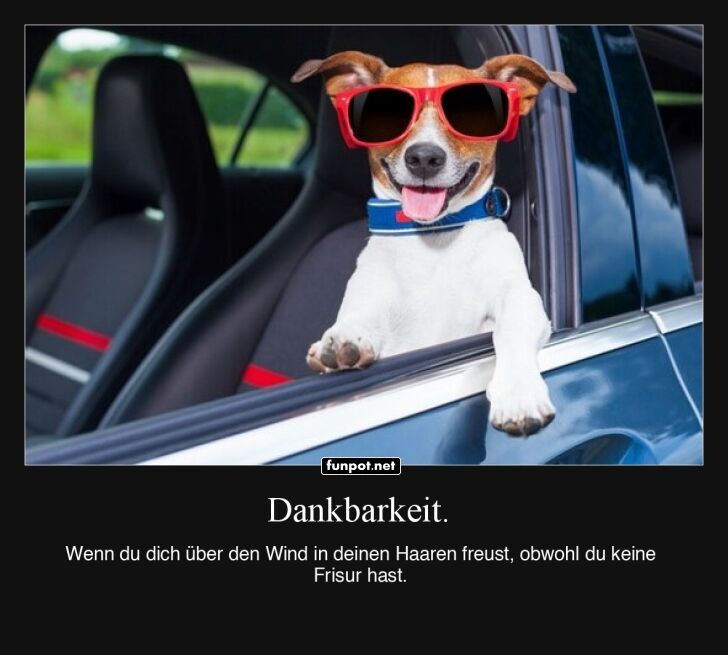 Cooler Hund auf Spritztour Cooler Hund auf Spritztour