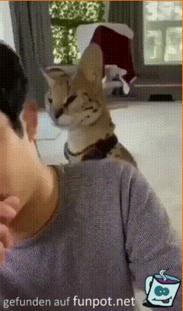 Von der Katze verhauen Von der Katze verhauen
