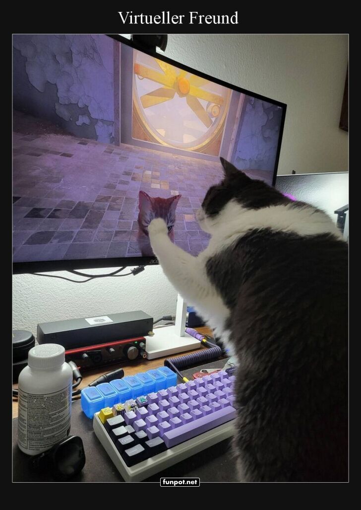 Katzen-Skypen: Technik trifft Fellnase Katzen-Skypen: Technik trifft Fellnase