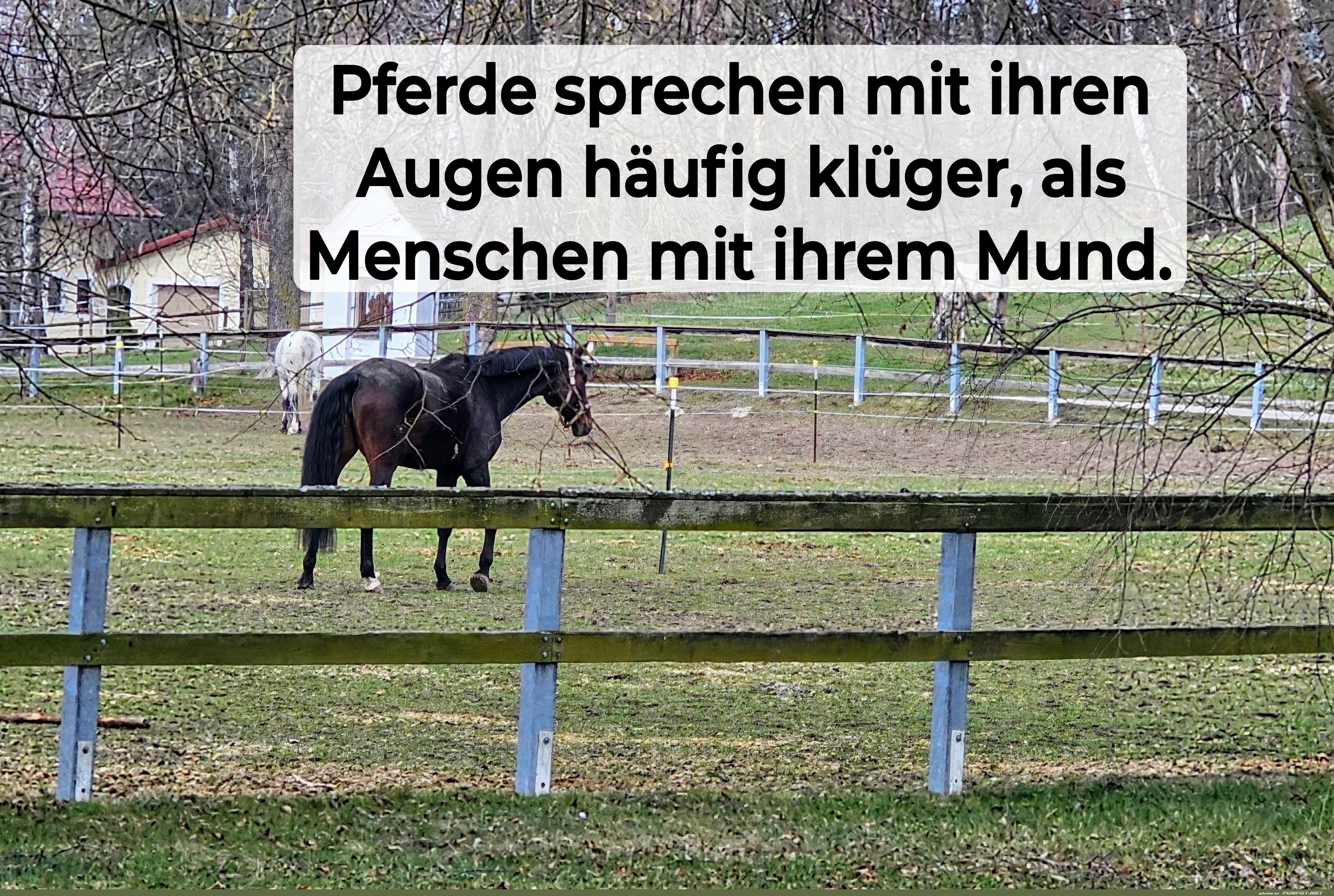 pferde sprechen mit ihren augen pferde sprechen mit ihren augen