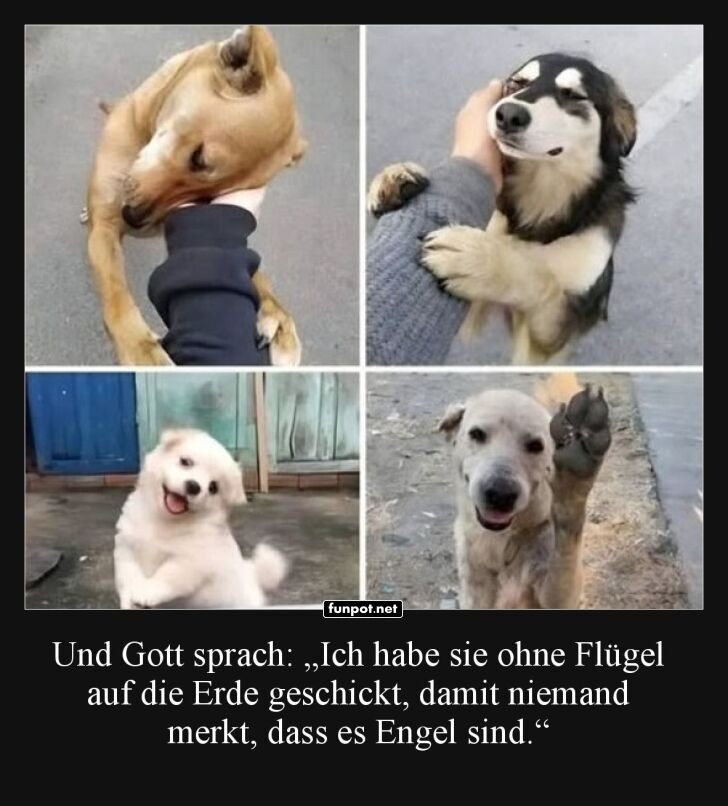 Engel auf vier Pfoten unterwegs Engel auf vier Pfoten unterwegs