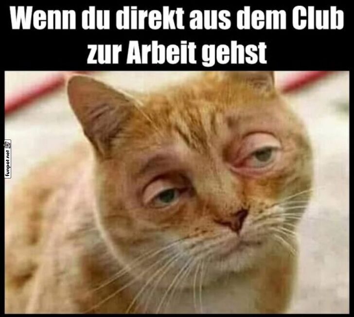 Montagmorgen-Stimmung: Katze im Party-Modus Montagmorgen-Stimmung: Katze im Party-Modus