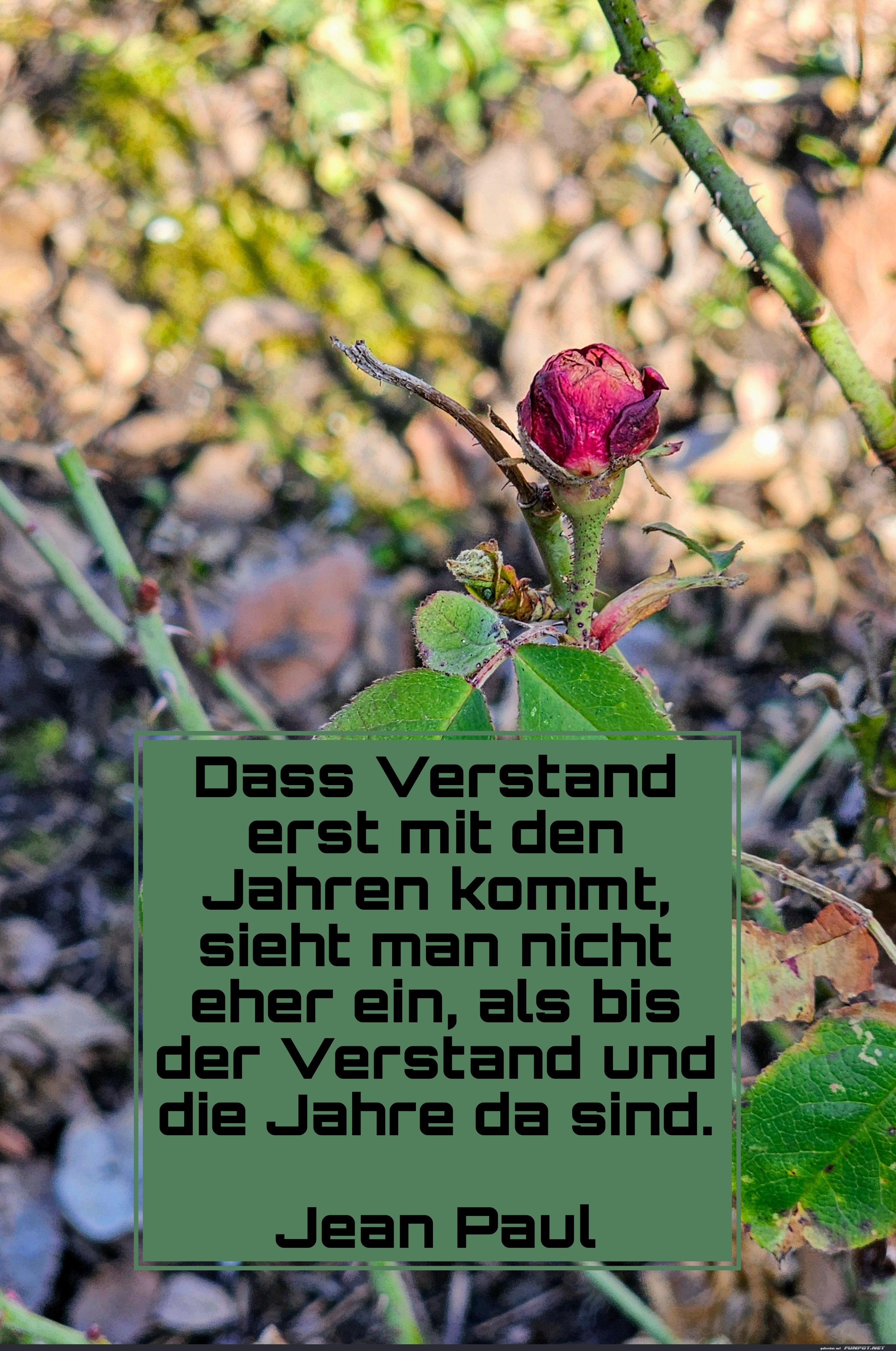 dass verstand erst mit den jahren dass verstand erst mit den jahren