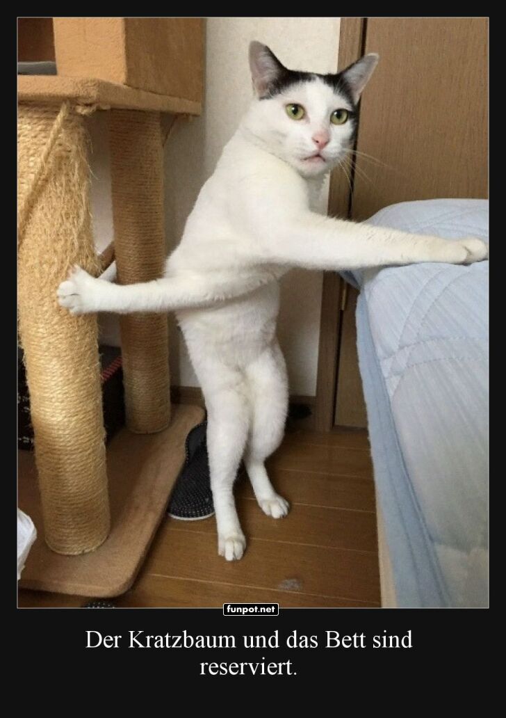 Katzen-Sicherheitsdienst im Einsatz! Katzen-Sicherheitsdienst im Einsatz!
