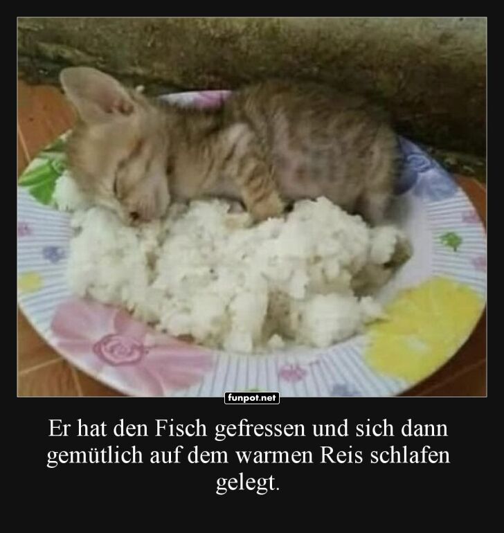 Vom Futterkoma ins Reisbett Vom Futterkoma ins Reisbett