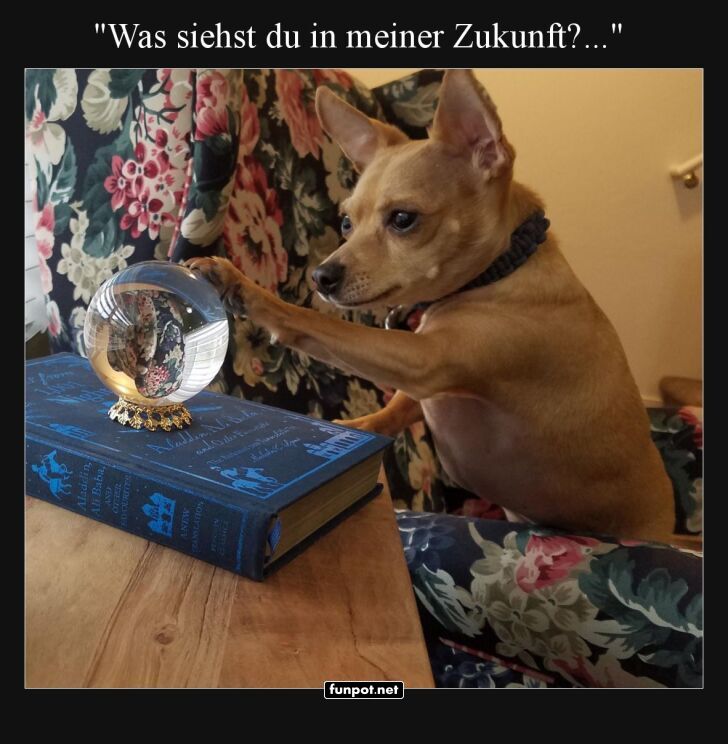 Prophezeiungen eines Hundes Prophezeiungen eines Hundes