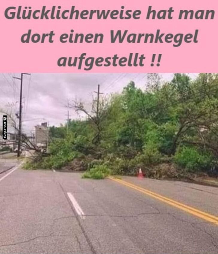Winziger Kegel als Baumdetektiv Winziger Kegel als Baumdetektiv