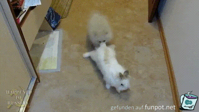 Komm mit Komm mit