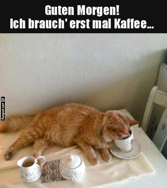 Kater-Kaffee-Klatsch: Morgenmuffel-Modus aktiviert Kater-Kaffee-Klatsch: Morgenmuffel-Modus aktiviert